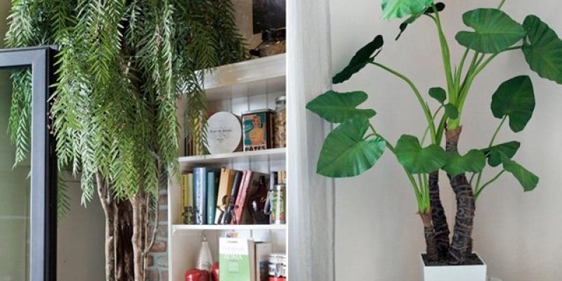 piante in casa senza pollice verde